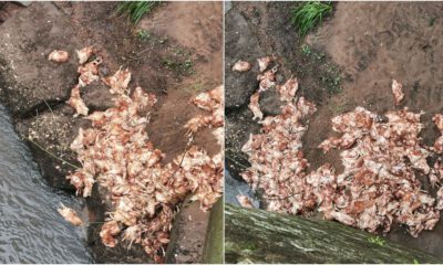 Dumped hens